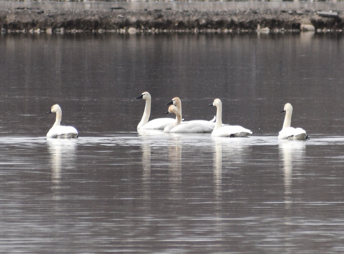 Tundra Swan - ML555620231