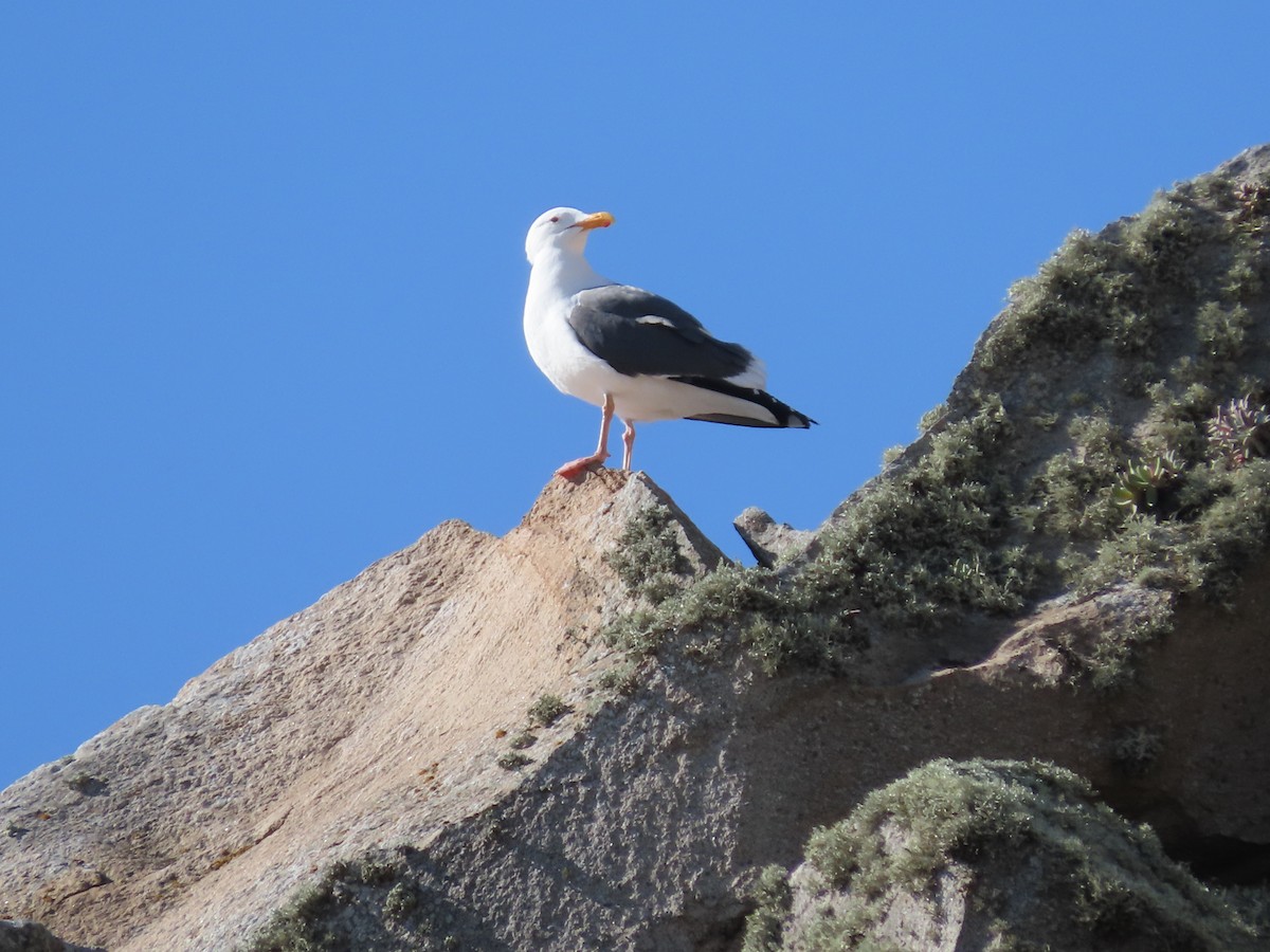 Western Gull - Virginia Langdon-Lassagne