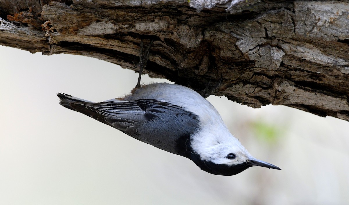 White-breasted Nuthatch - ML555621631