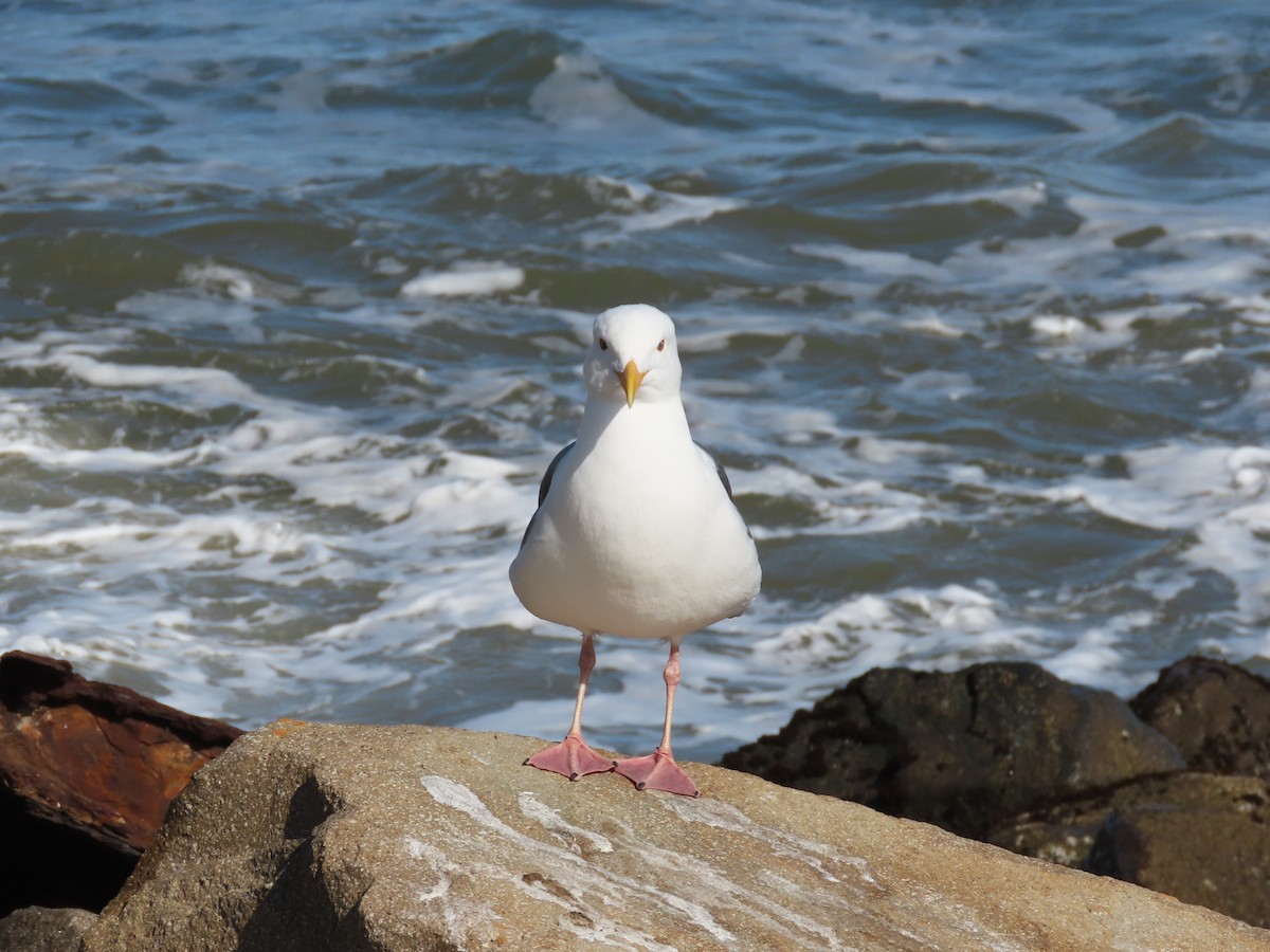 Western Gull - ML555621691