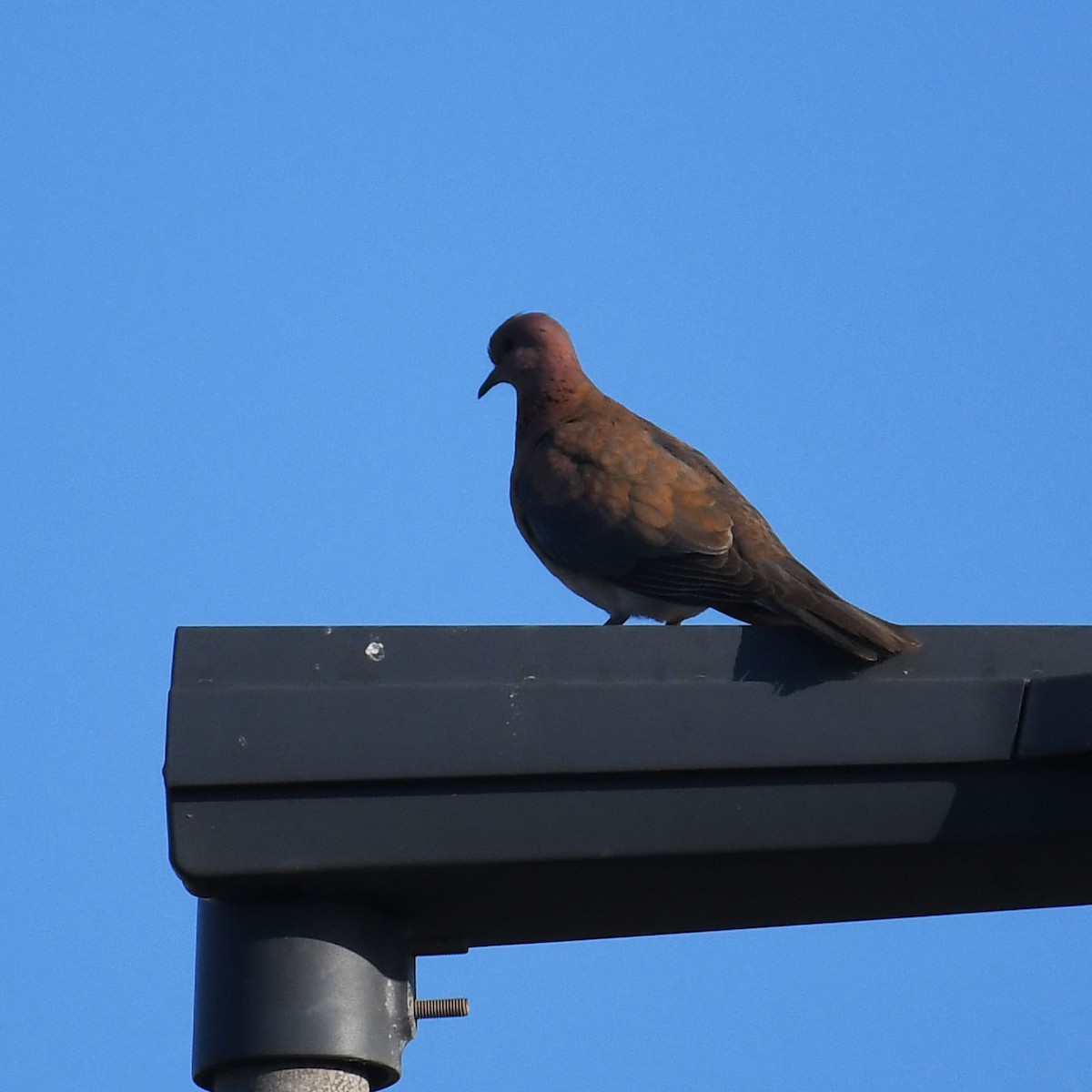 Laughing Dove - Ricard Gutiérrez