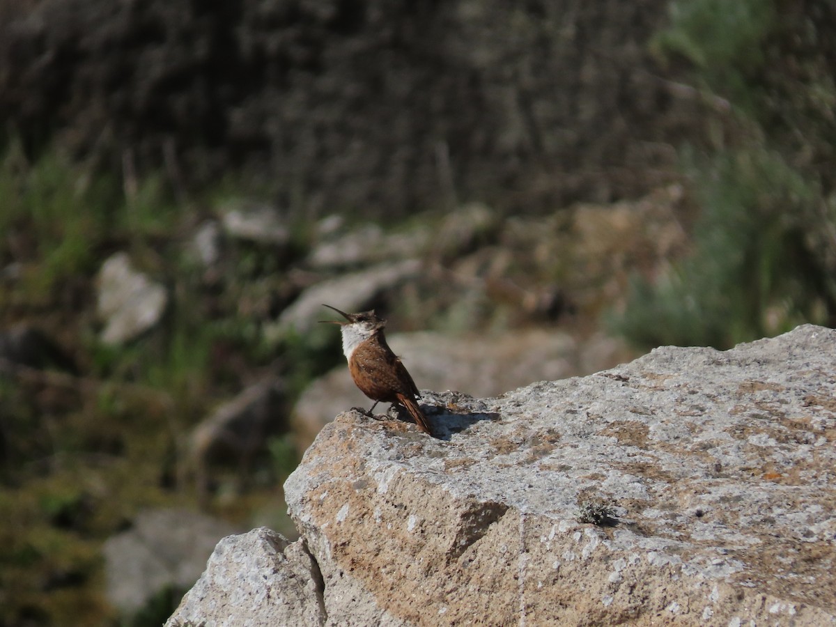 Canyon Wren - ML555622171