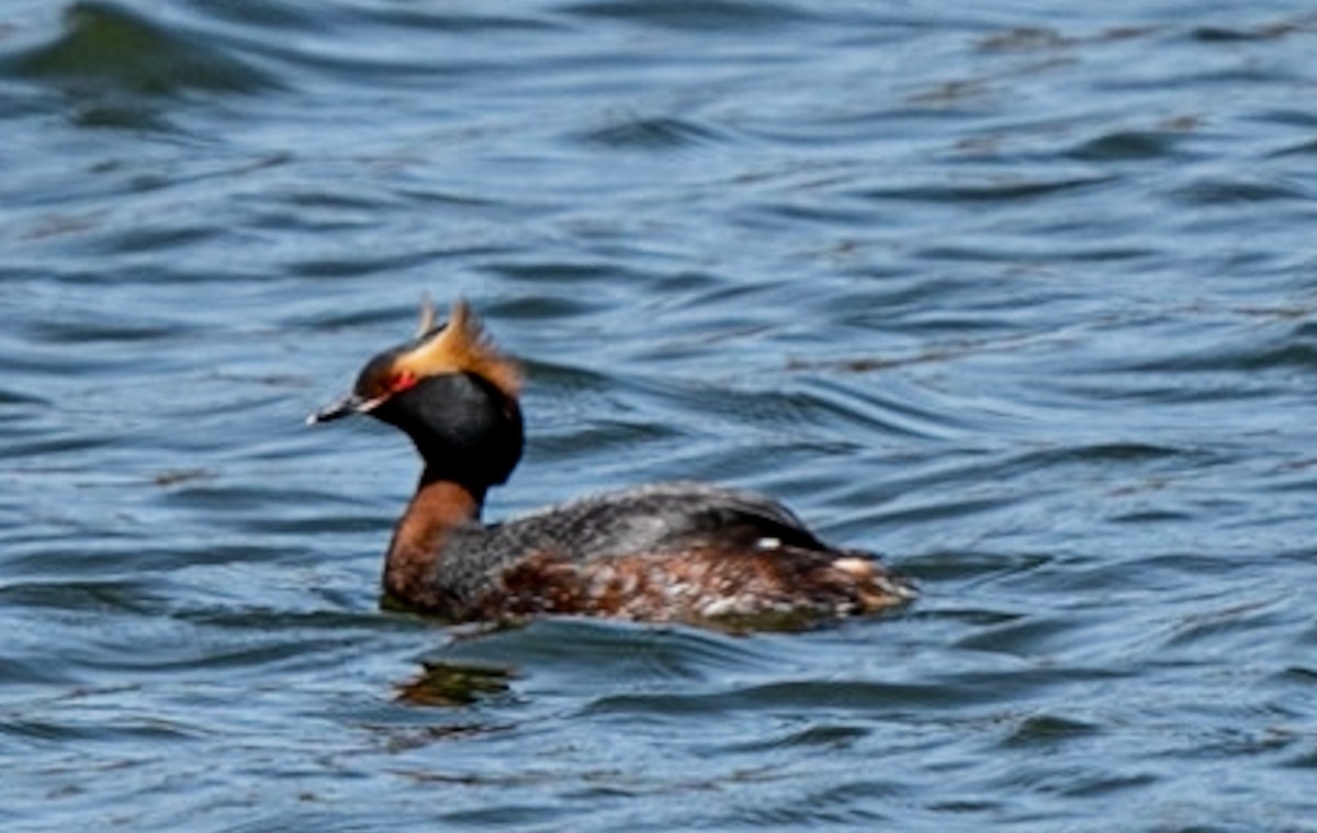 Horned Grebe - Jared Rottinghaus