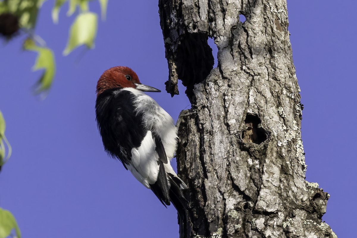 Red-headed Woodpecker - ML555623711