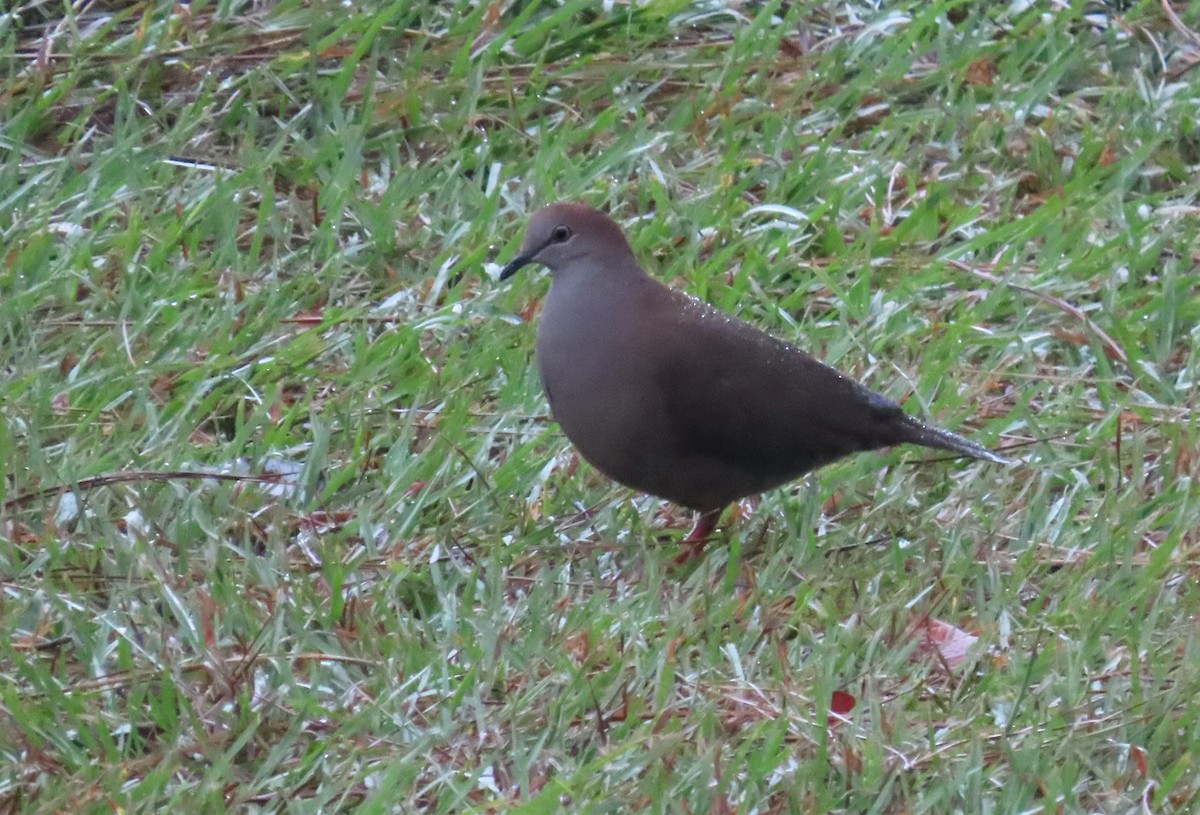 Gray-chested Dove - ML555623901