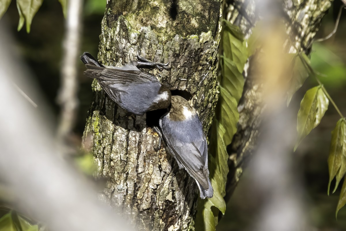 Brown-headed Nuthatch - ML555624261