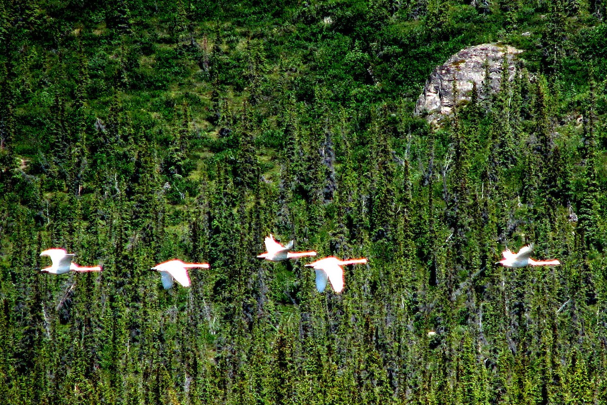 Tundra Swan - ML555624321