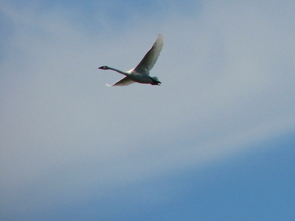 Tundra Swan - ML555624421