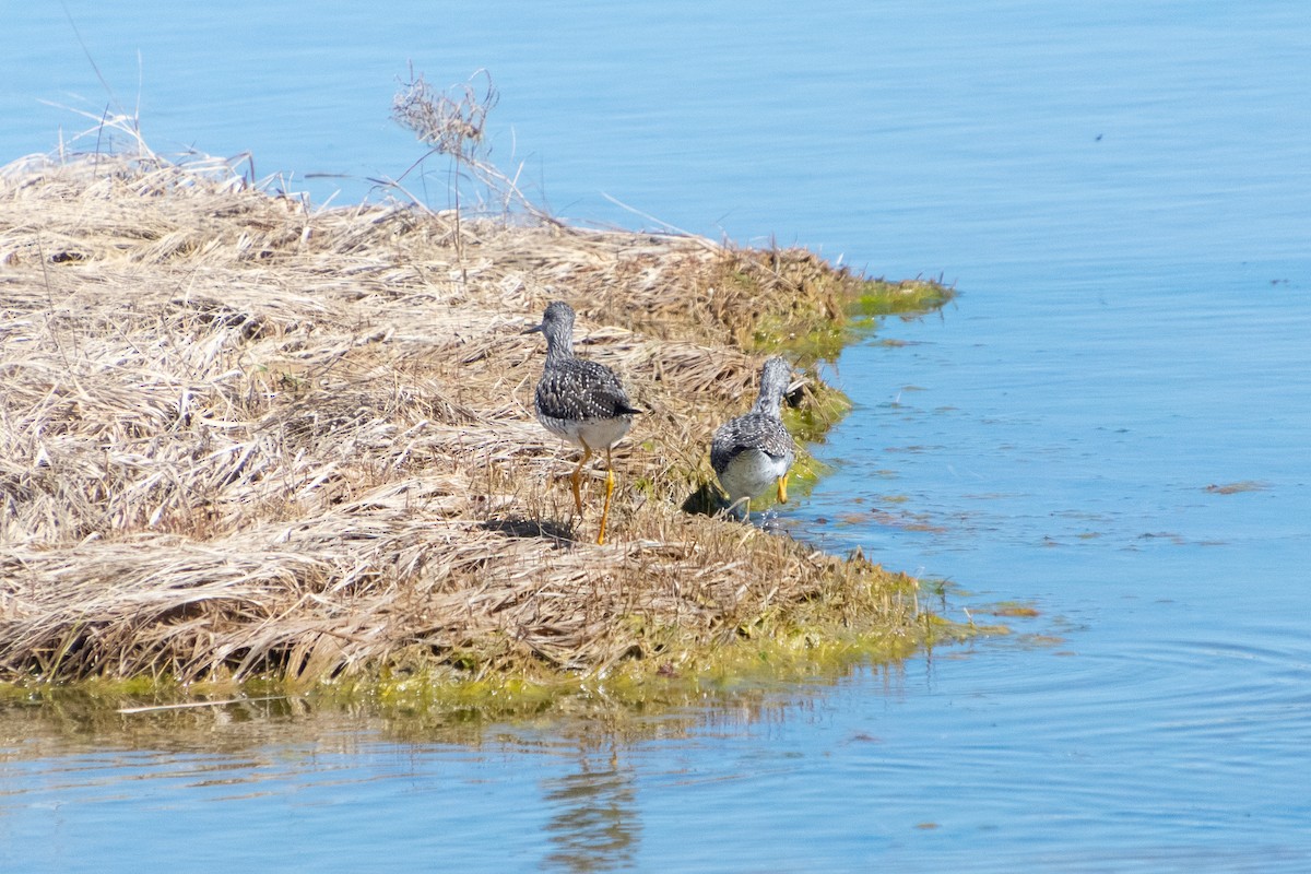 Greater Yellowlegs - Haley Johnson