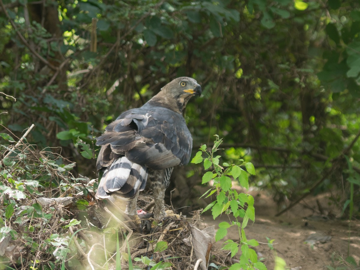 Crowned Eagle - Nick Cairns