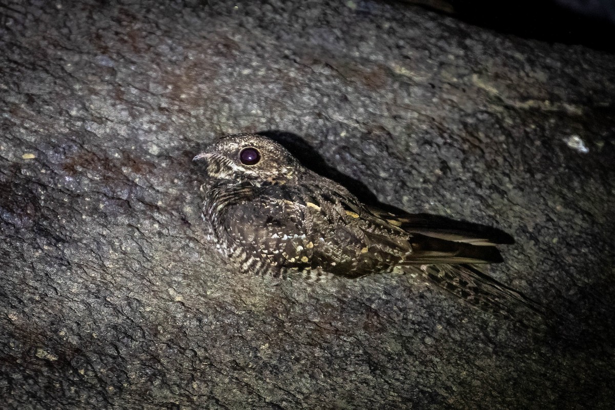 Ladder-tailed Nightjar - ML555626141