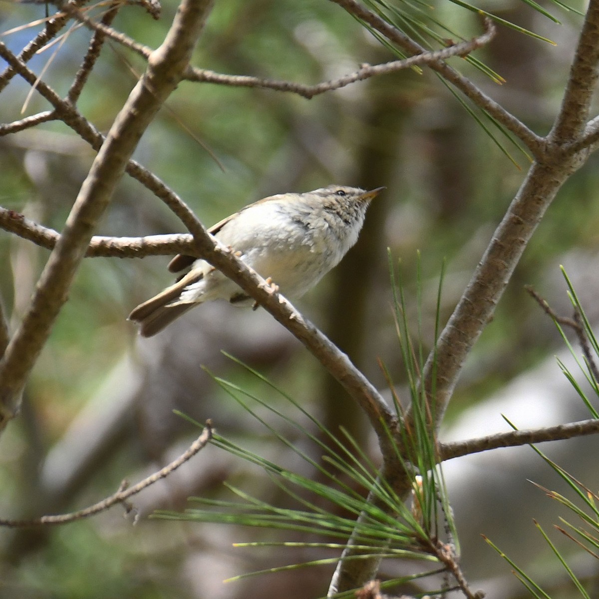 Hume's Warbler - Ricard Gutiérrez