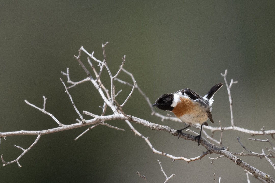 European Stonechat - ML555626951