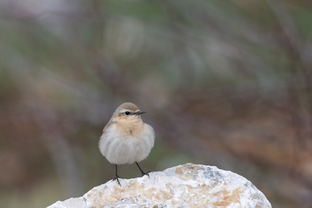 Northern Wheatear - ML555627041