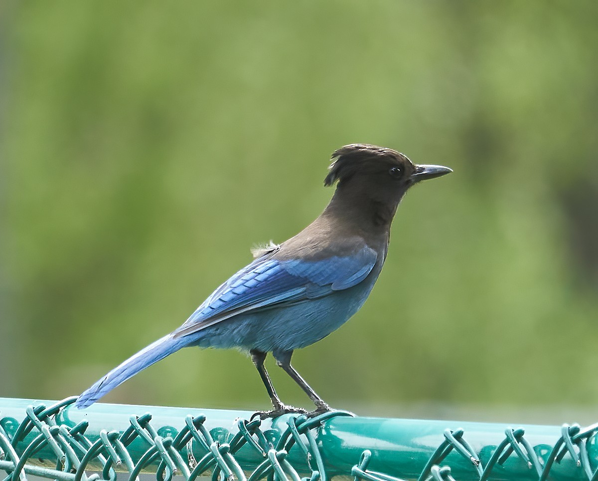 Steller's Jay - ML555627281