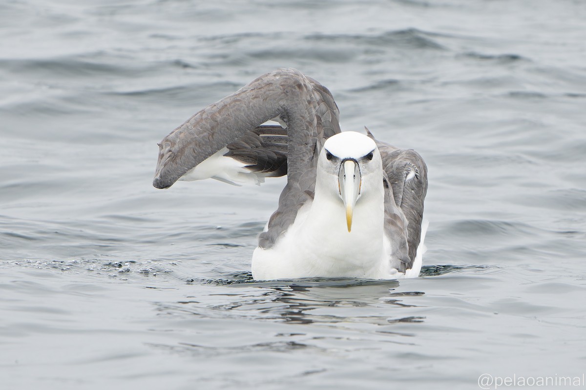 White-capped Albatross - Eduardo Carstens