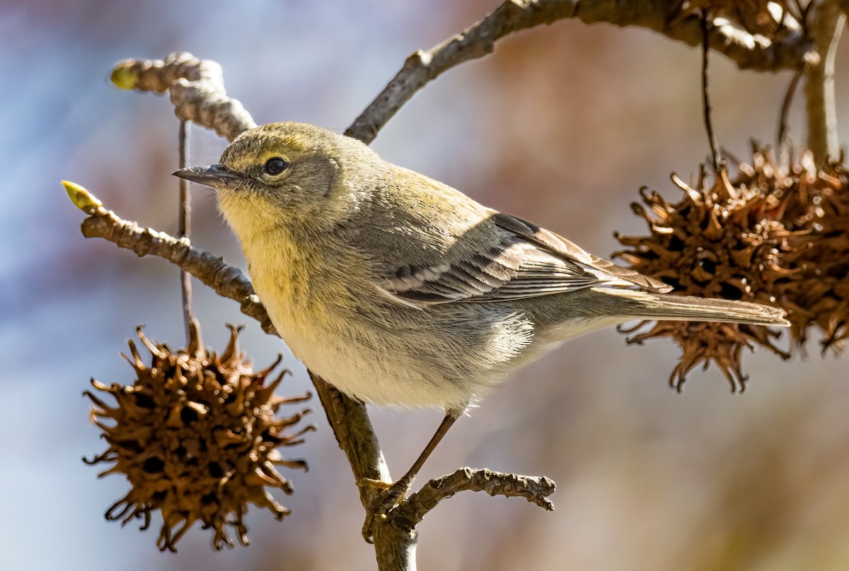 Pine Warbler - Krystal Elghanayan