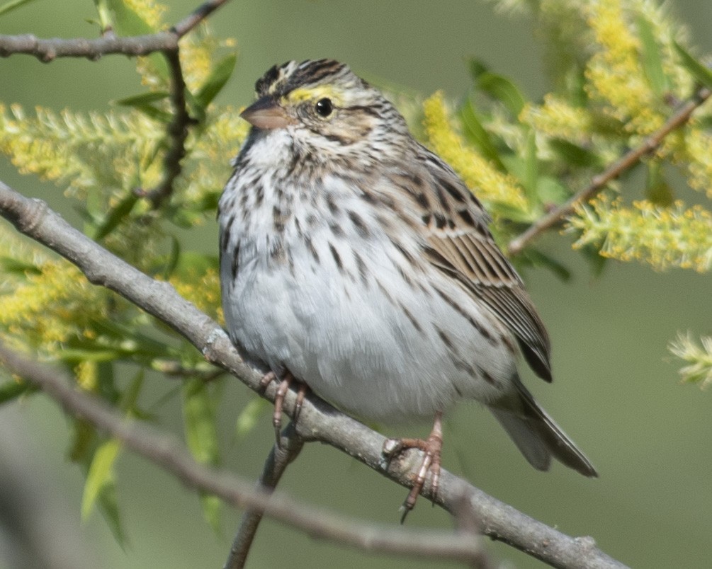 Savannah Sparrow - ML555627611