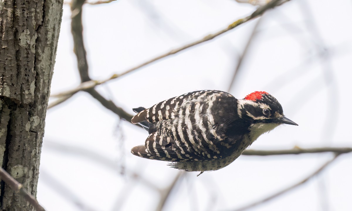 Nuttall's Woodpecker - ML555627971