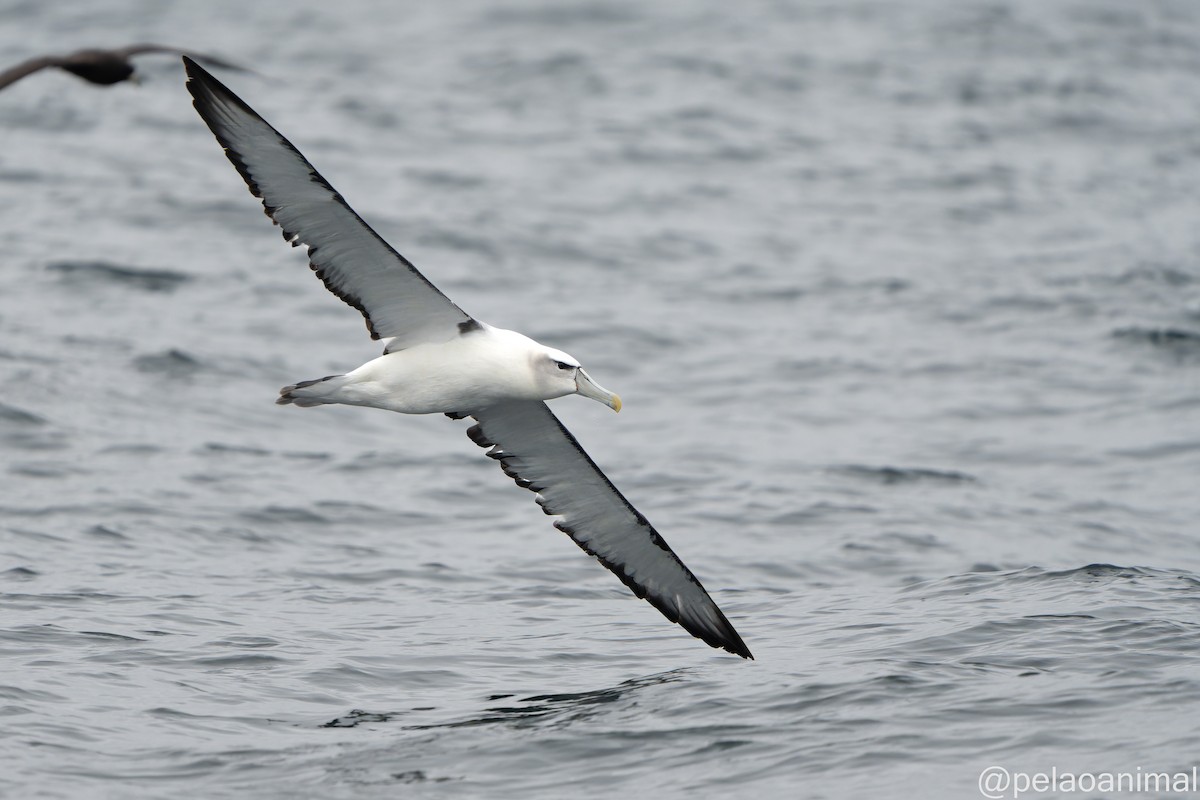 White-capped Albatross - Eduardo Carstens