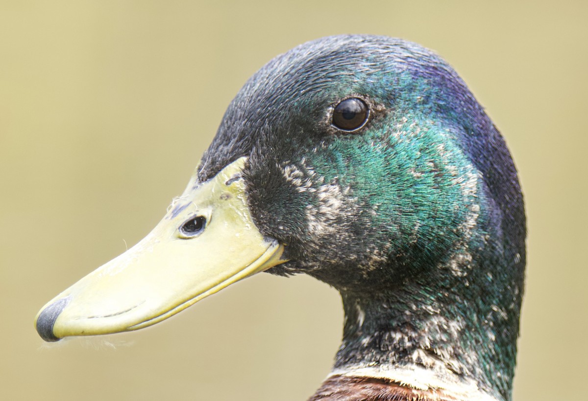 Mallard - ML555630441