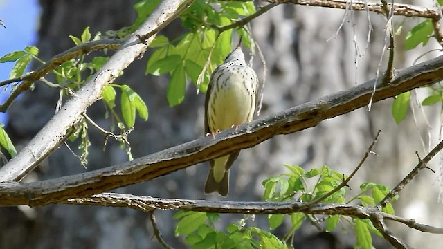 Louisiana Waterthrush - ML555630901