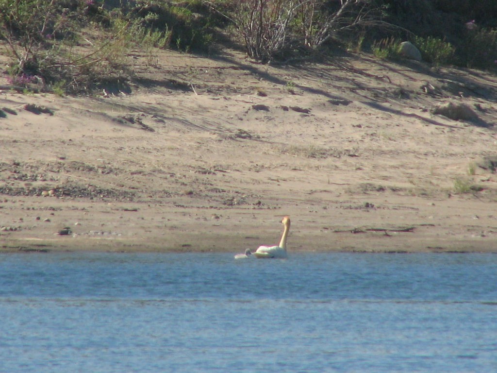 Tundra Swan - ML555630921