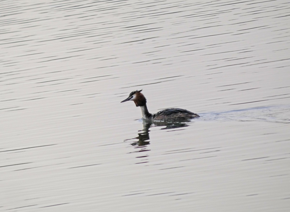 Great Crested Grebe - ML555631251