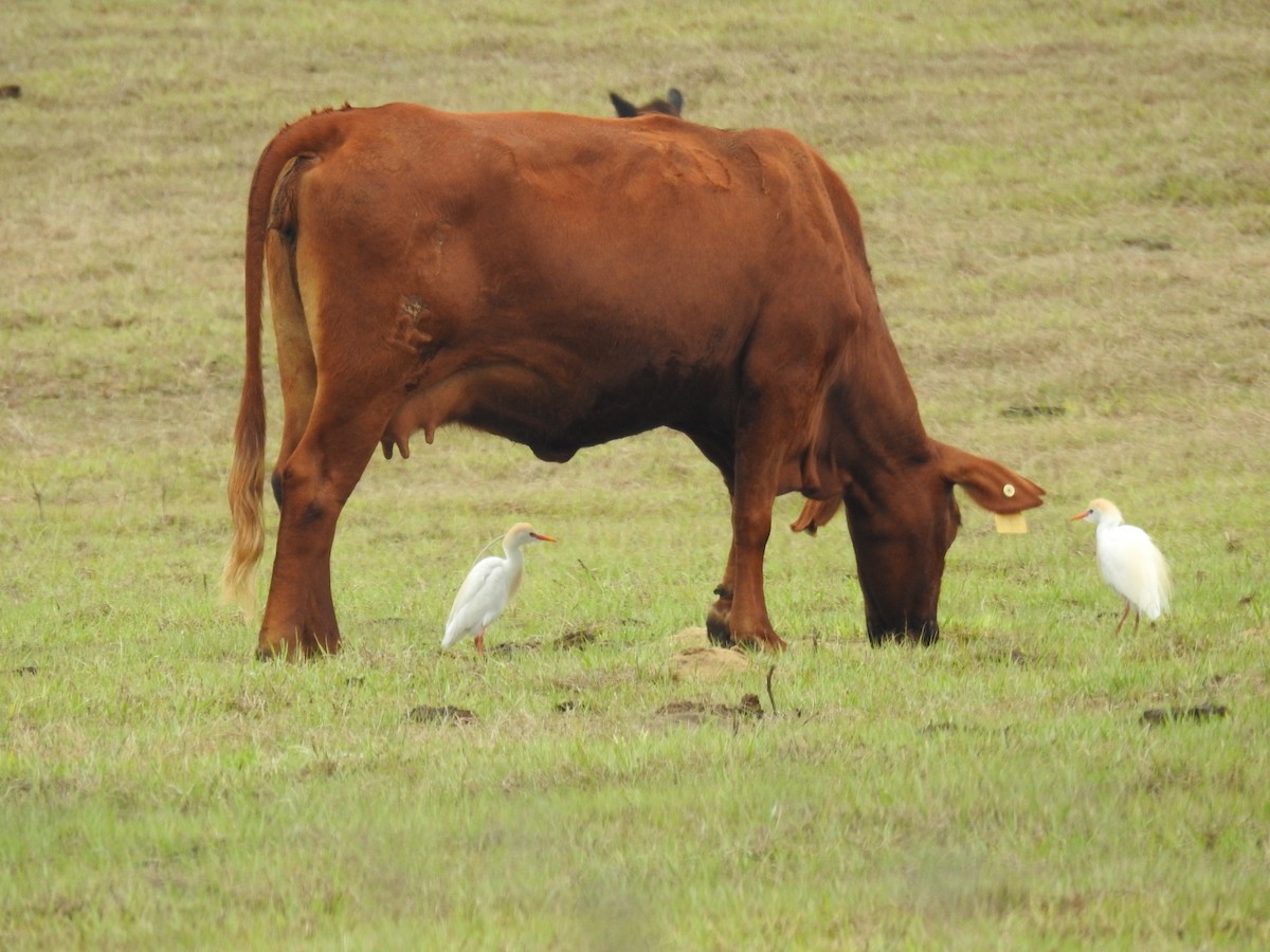 Western Cattle Egret - Wendy Meehan