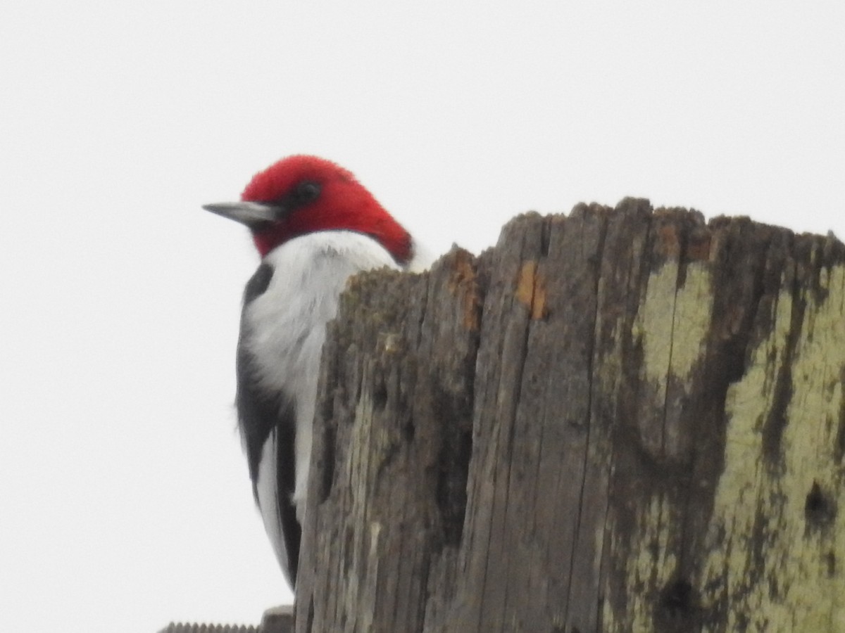 Red-headed Woodpecker - ML555631531