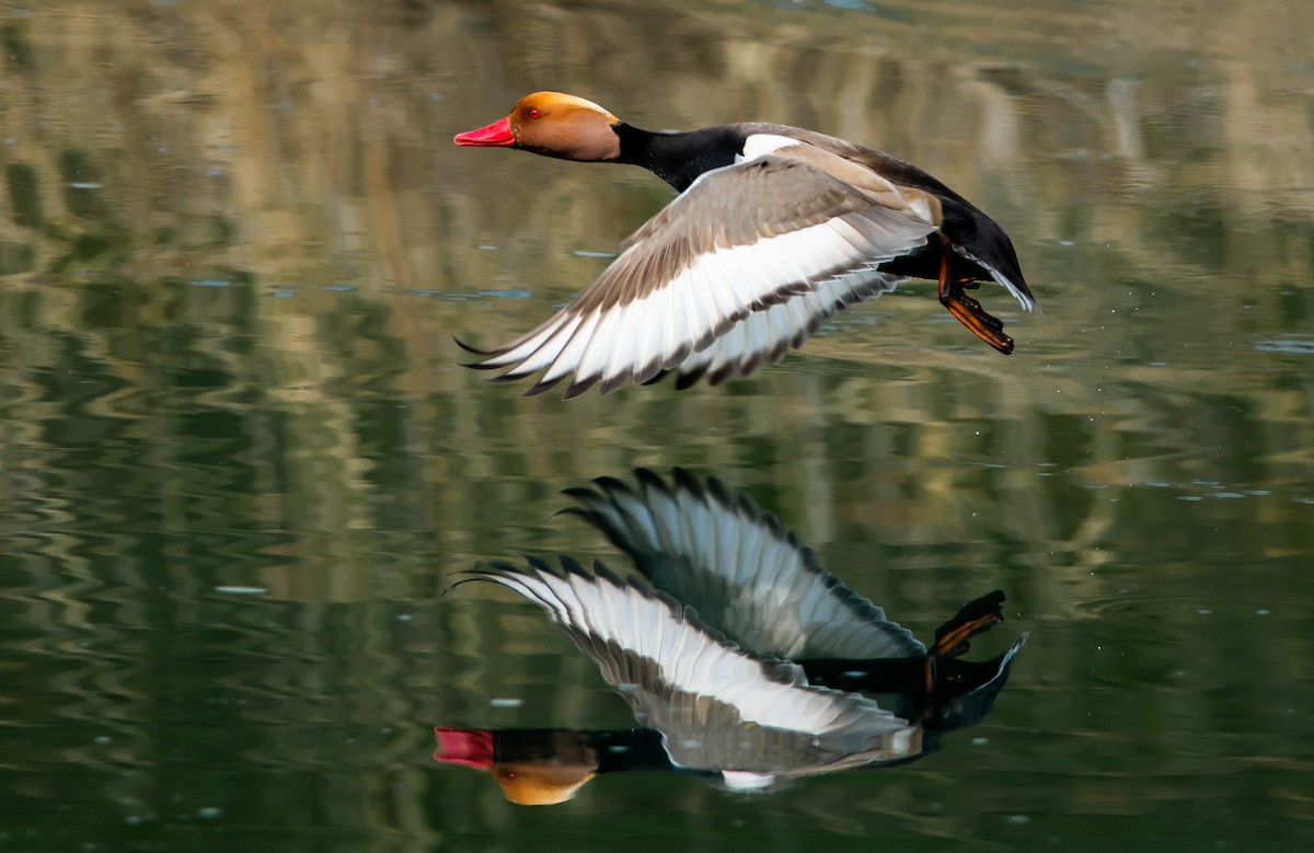 Red-crested Pochard - Csaba Lendvai