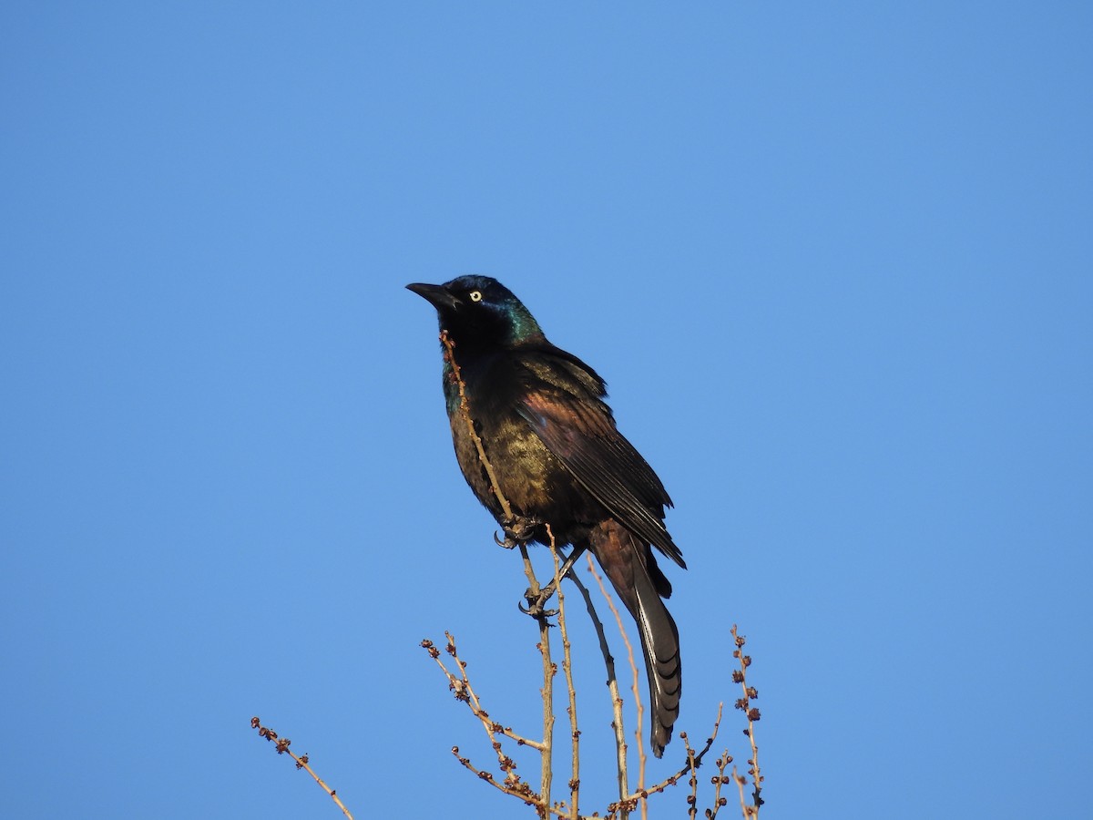 Common Grackle - ML555632541
