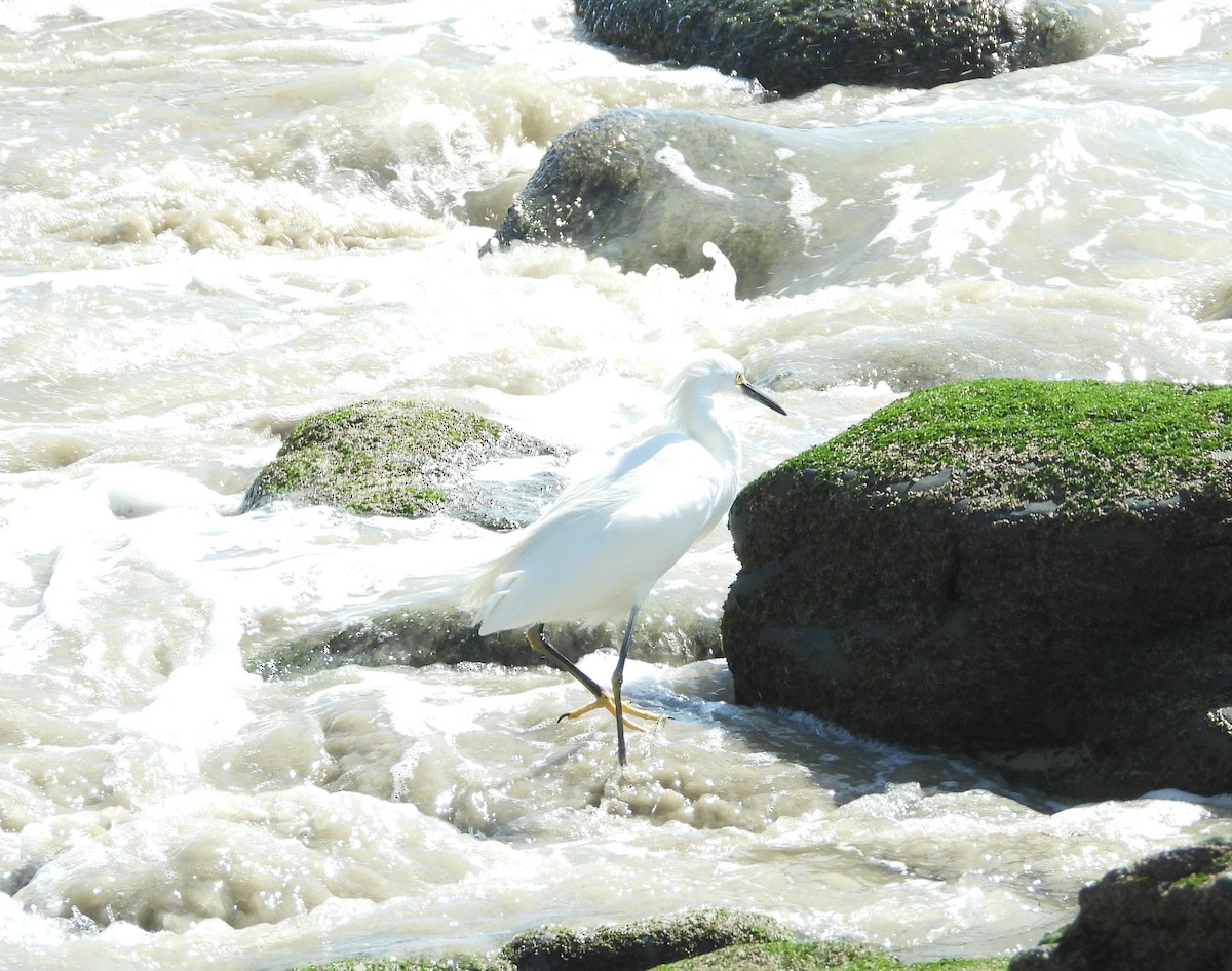 Snowy Egret - ML555632751