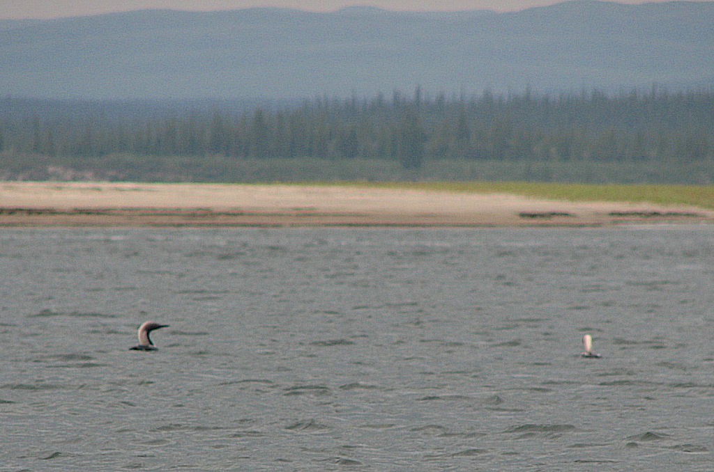 Pacific Loon - Gordon Robertson