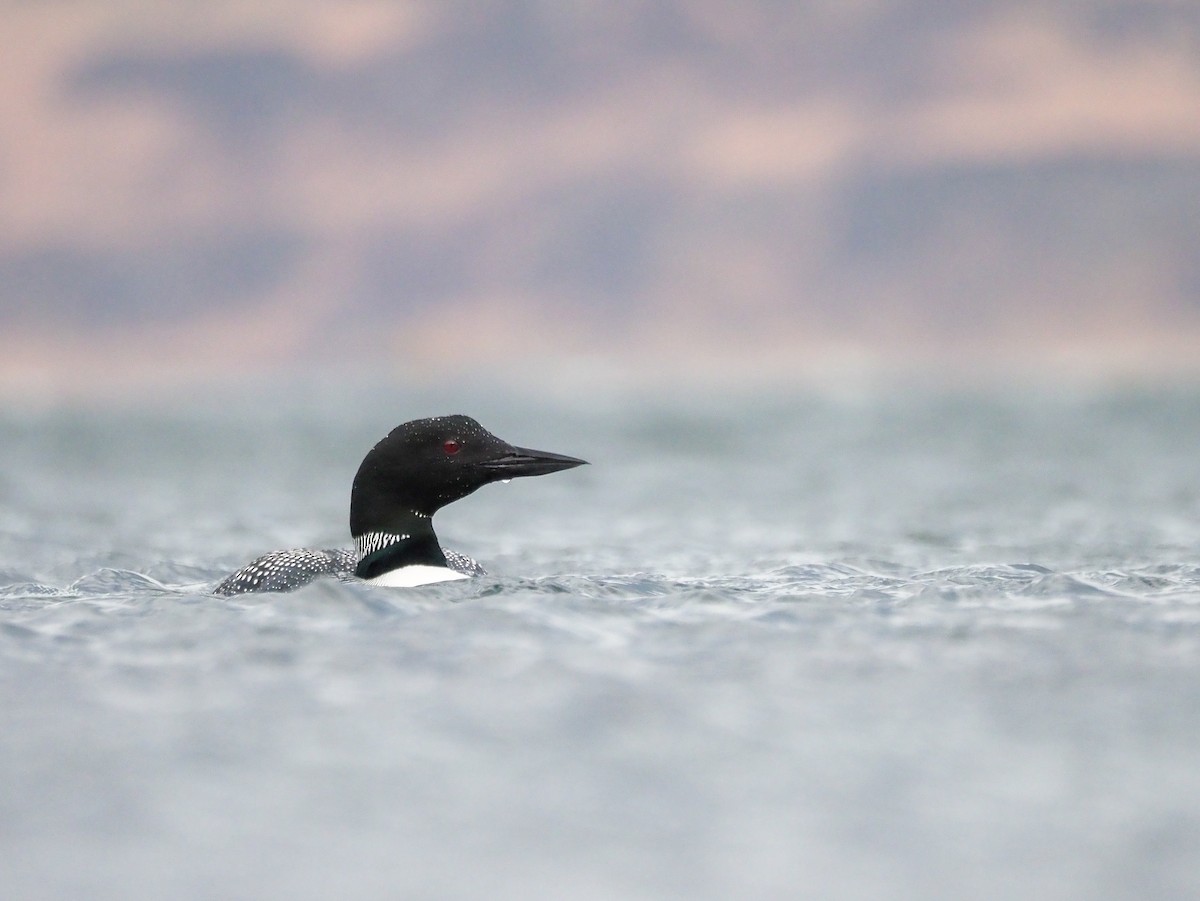 Common Loon - Sam  O'Donnell