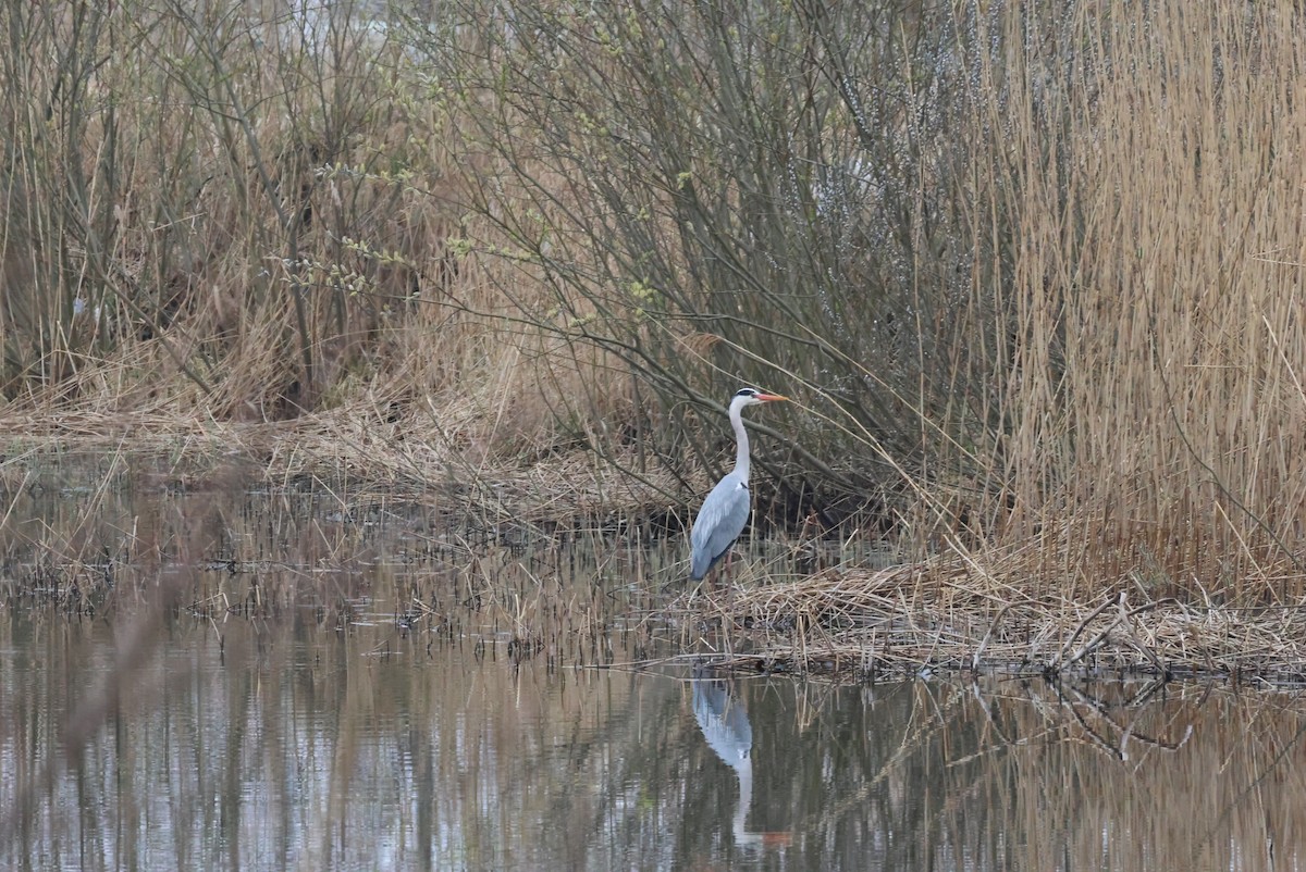Gray Heron - ML555633781