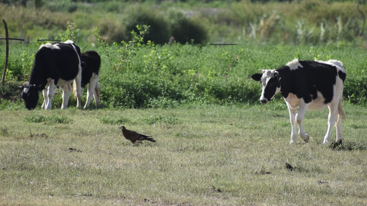 Mountain Caracara - ML555635461