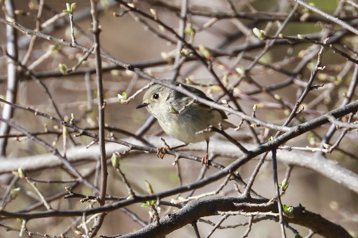 Roitelet à couronne rubis - ML555636411