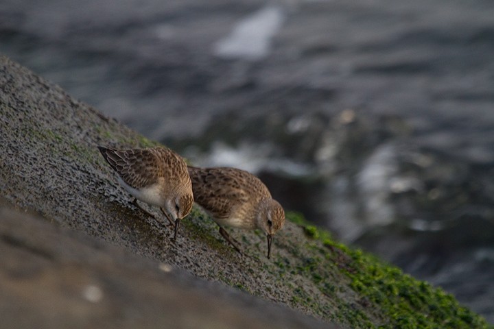 White-rumped Sandpiper - ML555636691