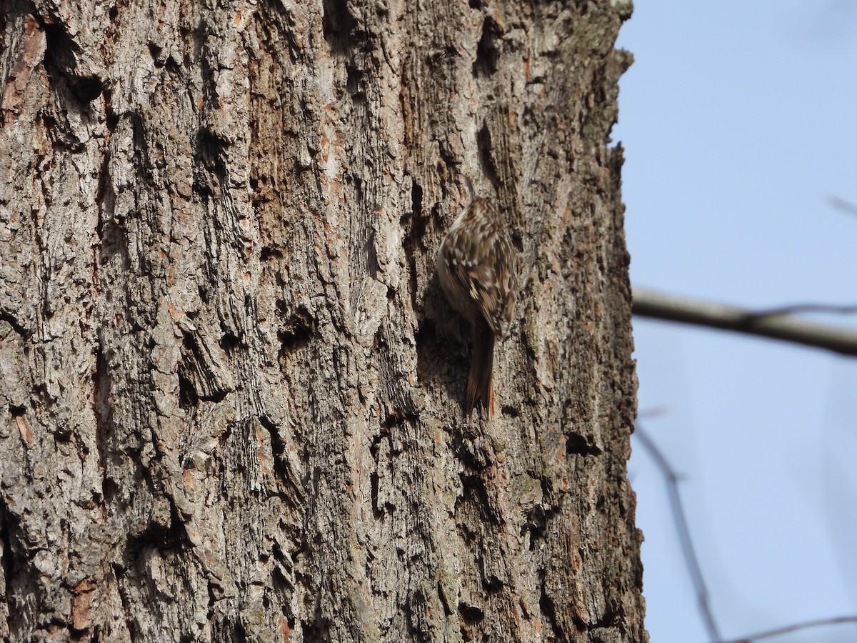 Eurasian Treecreeper - ML555636731