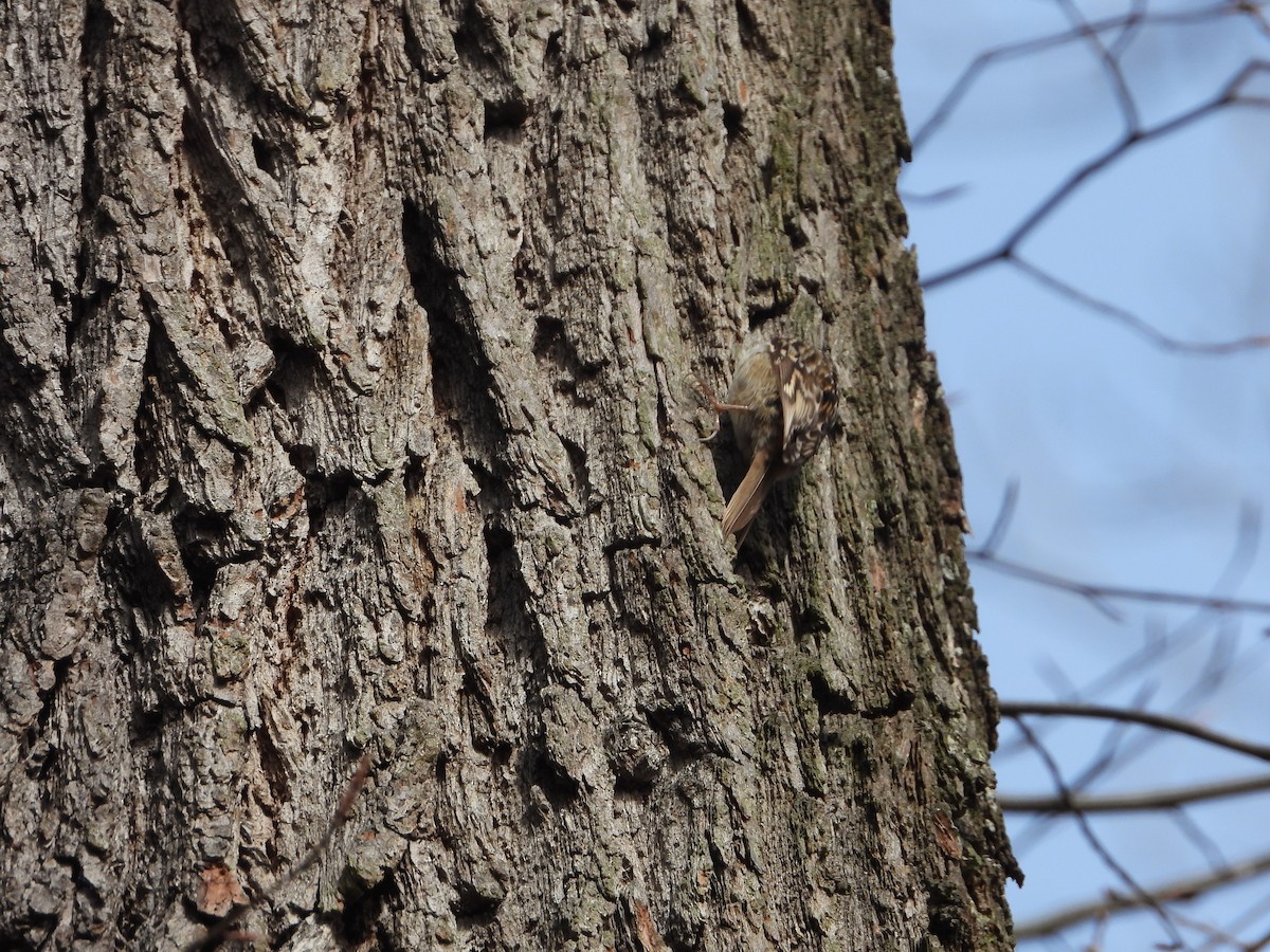 Eurasian Treecreeper - ML555636981