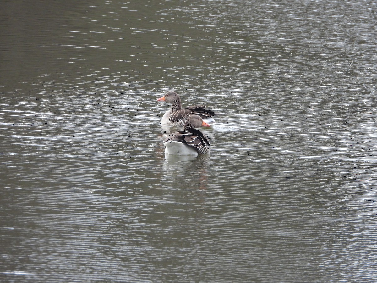 Graylag Goose (European) - ML555637251