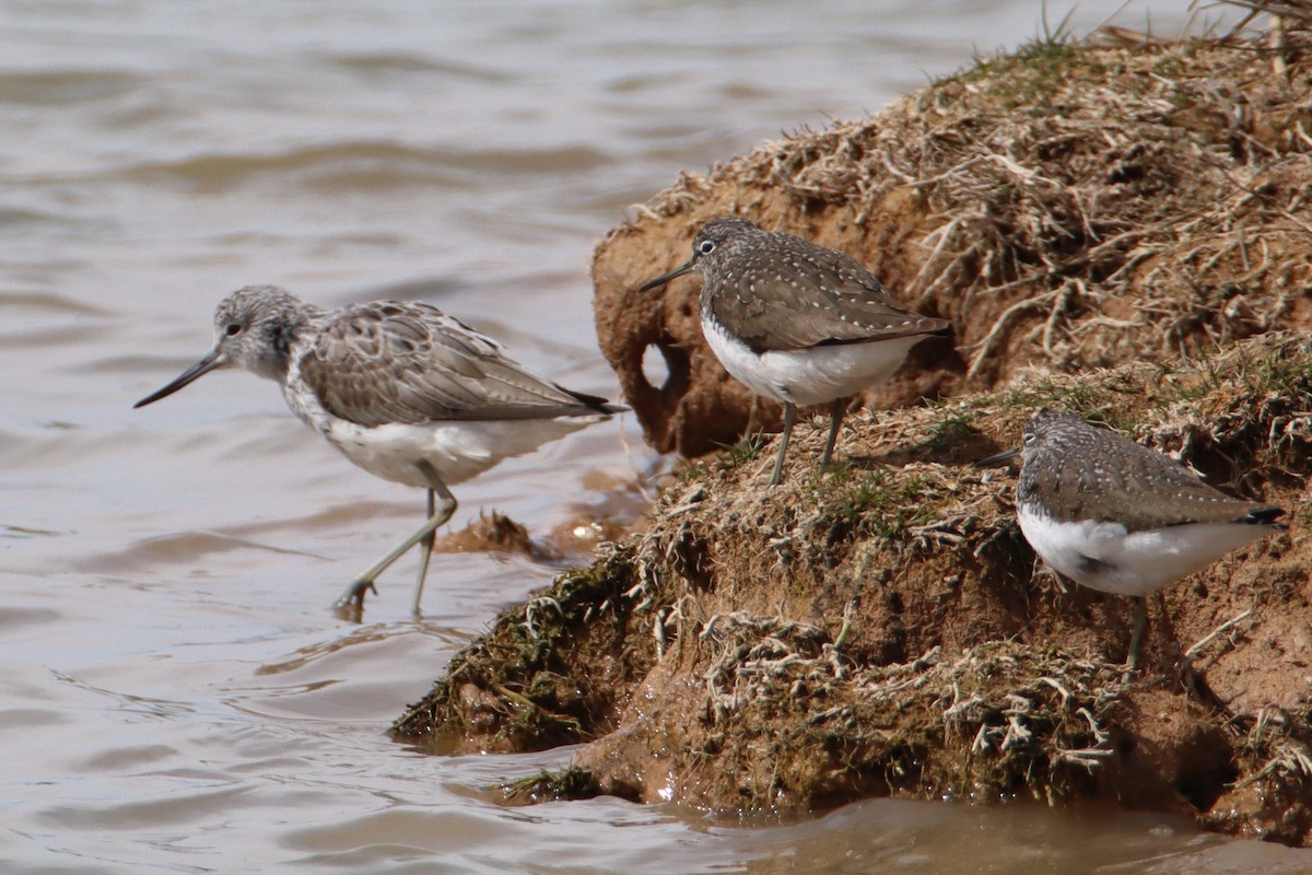 Common Greenshank - Eric Mozas Casamayor