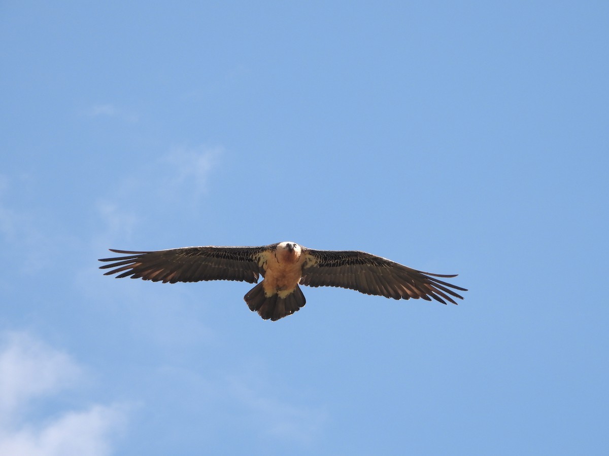 Bearded Vulture - ML555639271