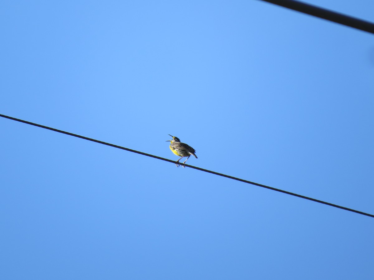 Eastern Meadowlark - ML55564011