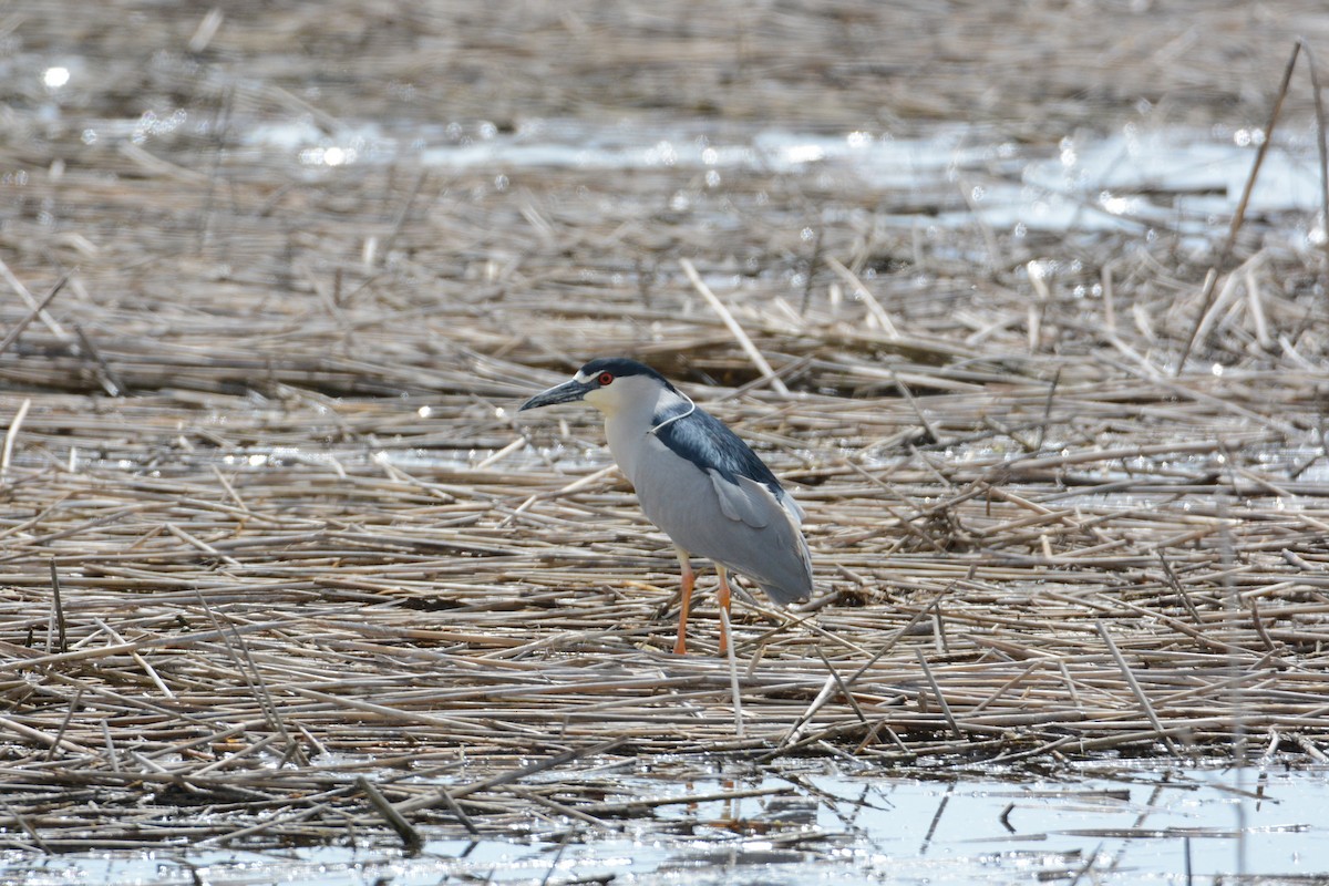 Black-crowned Night Heron - ML55564031