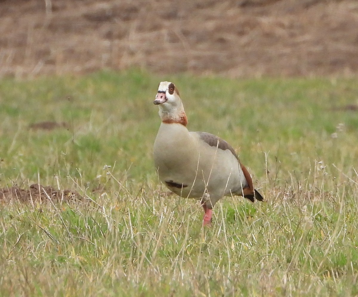 Egyptian Goose - ML555640721