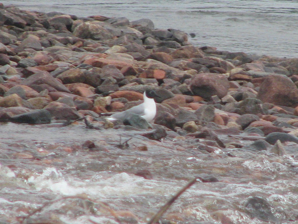 Gaviota de Bonaparte - ML555641021