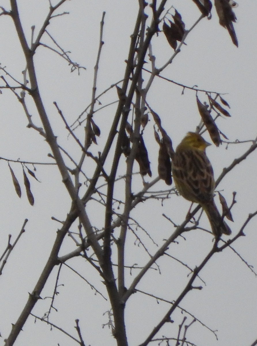 Yellowhammer - ML555641391