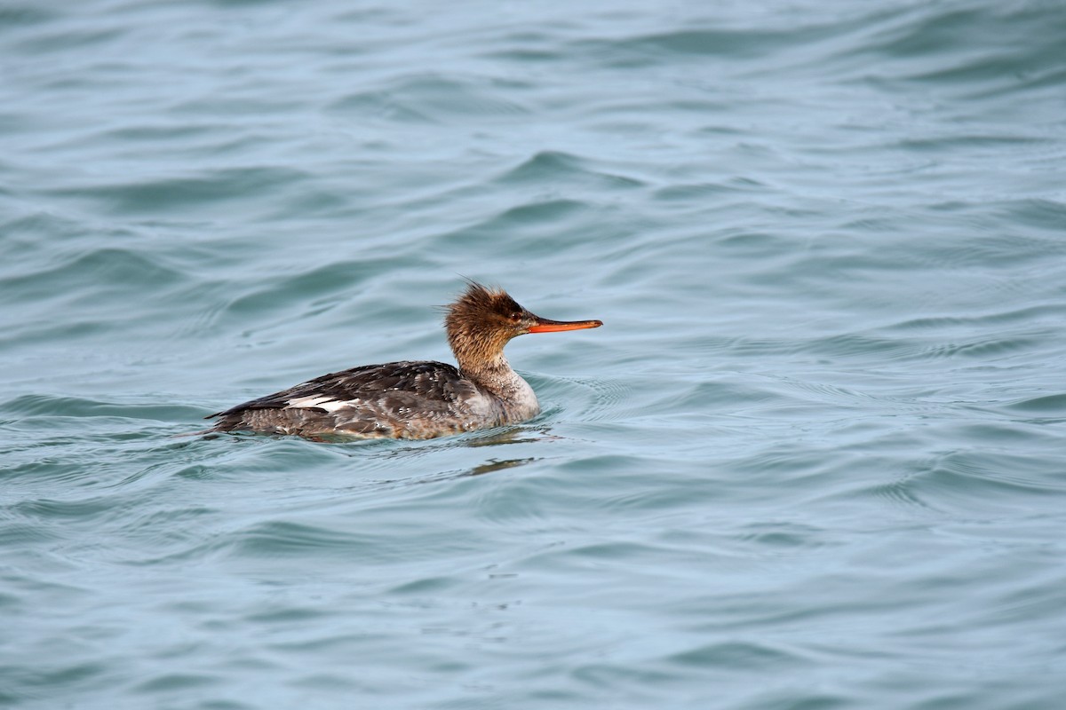 Red-breasted Merganser - ML55564161